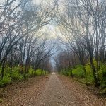 A goldren retriever on the leaf-covered Katy Trail