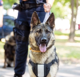 A German Shepard K9 security dog