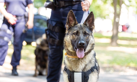 A trained German Sheperd dog on a leash with a security officer in the background